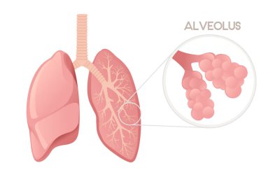 Alveoli karikatür tasarımlı insan akciğerleri beyaz arka planda insan anatomisi organ çizimi