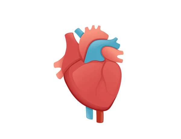 Nsan Kalbi Karikatür Tasarımı Beyaz Arka Planda Insan Anatomisi Organ — Stok Vektör