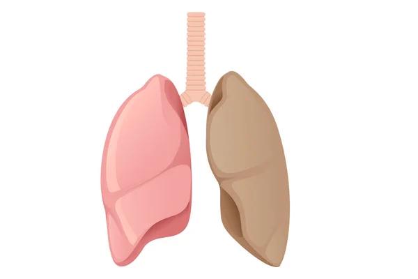 Desenho Desenhos Animados Human Lungs Anatomia Humana Vetor Órgão Ilustração —  Vetores de Stock