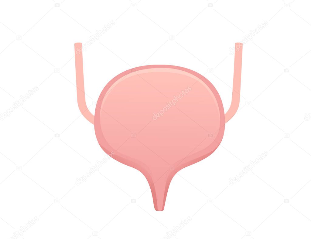 Human bladder cartoon design human anatomy organ vector illustration on white background