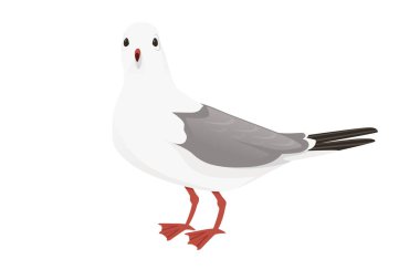 Cartoon style seagull bird vector animal design illustration on white background.