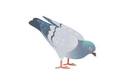 Yeşil başlı gri güvercin şehir güvercini kuş vektör çizimi hayvan tasarımı.