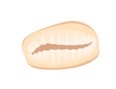 Beyaz arkaplanda izole edilmiş renkli tropikal kabuk karikatür tasarım vektör çizimi çizimi.