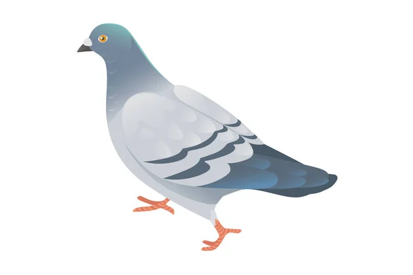 Gray Pigeon Green Head Walking Ground City Dove Bird Vector — Stock vektor