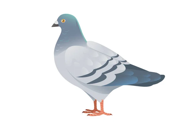 Gray Pigeon Green Head Standing Ground City Dove Bird Vector — Vettoriale Stock