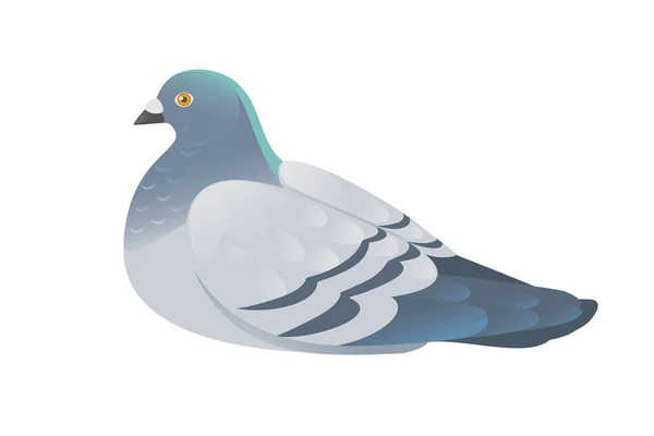 Gray Pigeon Green Head Standing Ground City Dove Bird Vector — Vettoriale Stock