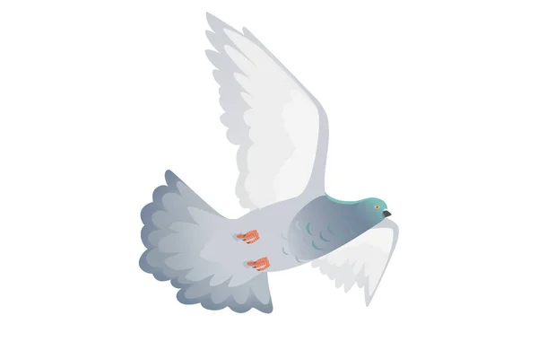 Gray Pigeon Green Head Flying City Dove Bird Vector Illustration — Stok Vektör