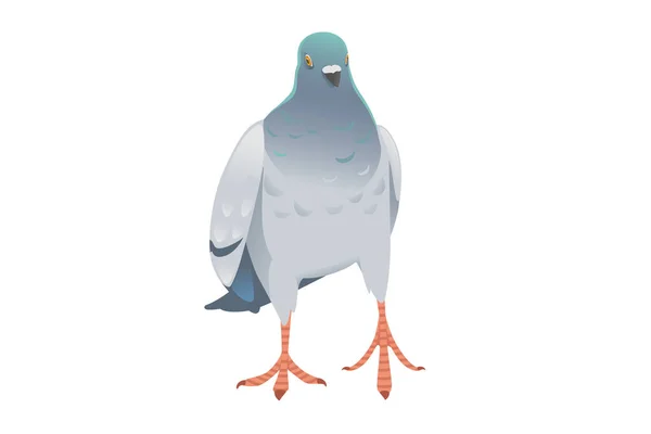 Gray Pigeon Green Head Walking Ground City Dove Bird Vector — ストックベクタ