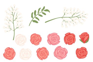 Set of flowers rose and gypsophila with green stem and leaves vector illustration isolated on white background.