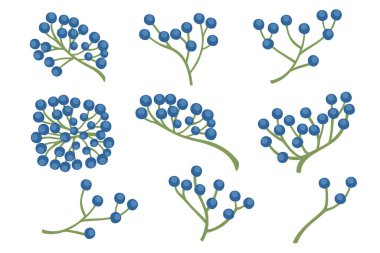 Blue wild berries with green stem vector illustration of forest berry isolated on white background.