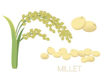 Millet tarım fabrikası kulakları ile tahıl vektör çizimi beyaz arka planda izole.
