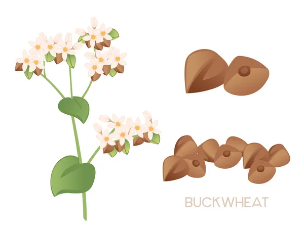 Pohanka Zemědělská Rostlina Květy Květin Zelené Stonek Obilnin Vektor Ilustrace — Stockový vektor