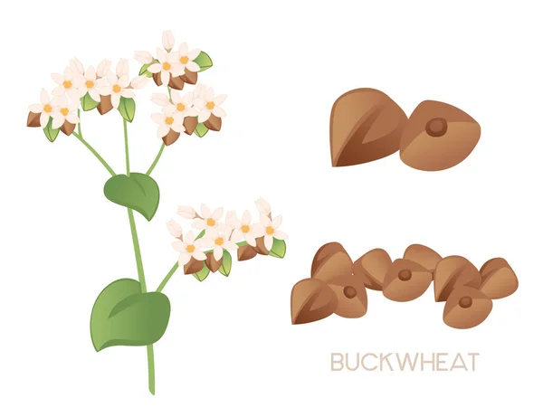 Bovete Jordbruk Växt Med Blommor Och Grön Stam Spannmål Gröda — Stock vektor