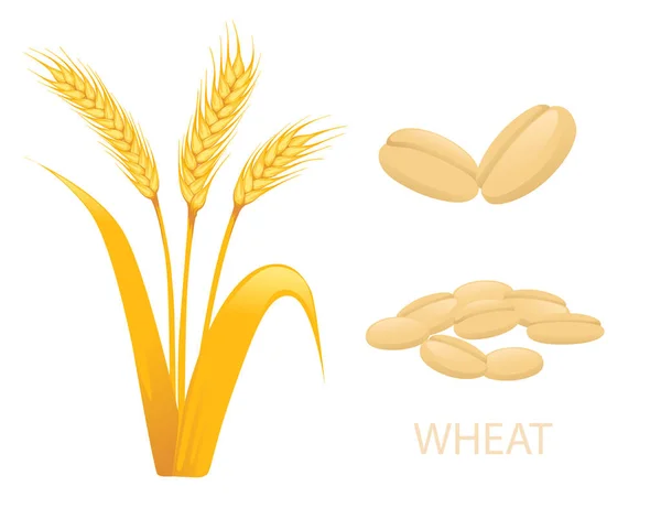 Grano Impianto Agricolo Con Spighe Grano Vettoriale Illustrazione Isolato Sfondo — Vettoriale Stock