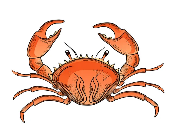 Cute Red Crab Vector Illustration Isolated White Background — Stock Vector