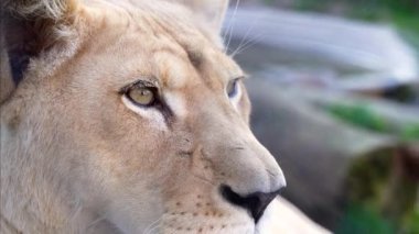 Dişi aslanlar baş avcılardır. Aslan büyük, güçlü bir kedi. Aslanlar otlaklarda ve açık savanalarda yaşar..