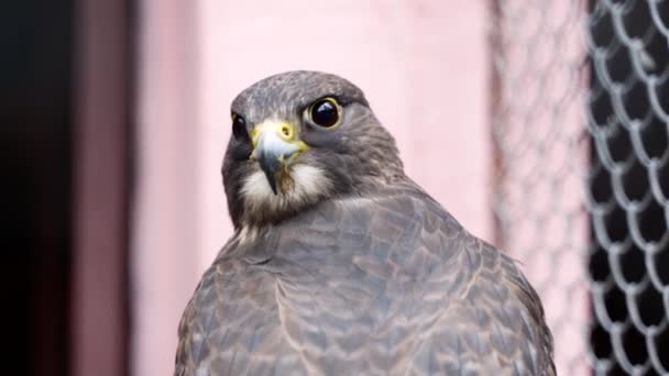 Falken Sind Hauptsächlich Waldvögel Mit Langen Schwänzen Und Hoher Sehschärfe — Stockvideo