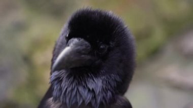 Kuzgun, iri yarı, siyah bir kuşdur. Kuzgunun gagası kargadan daha ağırdır ve tüyleri daha tüylüdür, özellikle de boğaz çevresinde..