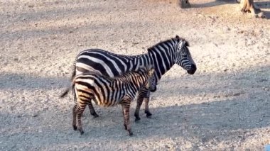 Zebra ve genç bir zebra. Zebralar siyah-beyaz çizgili paltoları olan Afrika atlarıdır. Zebra çizgileri farklı şekillerde gelir, her birine özgü..
