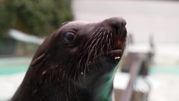 Alimentando Perro Zoológico Una Foca Hambrienta Come Pescado Una Piscina — Vídeo de stock