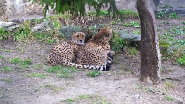 Léopard Mâle Femelle Reposant Après Repas Ombre Zoo Regard Curieux — Video