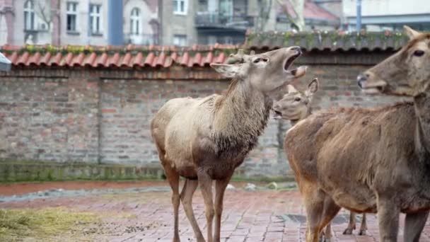 Herten Winter Herten Grootbrengen Dierentuin Herten Zijn Herkauwende Herkauwers — Stockvideo