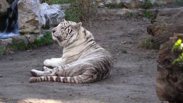 Los Tigres Blancos Bengala Son Distintivos Debido Color Piel Piel — Vídeos de Stock
