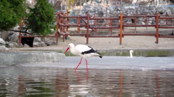 Storkar Stora Långbenta Långhalsade Vadande Fåglar Med Långa Kraftiga Räkningar — Stockvideo