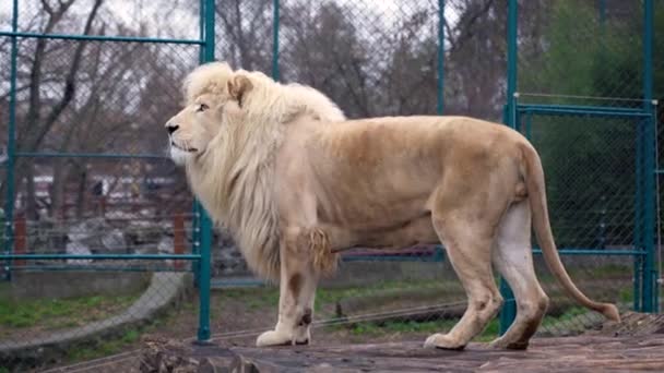 Grand Lion Mâle Reconnaissable Magnifique Crinière Appelle Inlassablement Une Femelle — Video