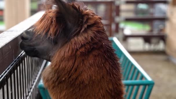 Het Hoofd Van Een Lama Een Stal Wachtend Zijn Voeding — Stockvideo
