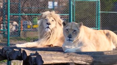Bir aslan ve dişi aslan, hayvanat bahçesinde yemek beklerken güneşin altında dinleniyor..