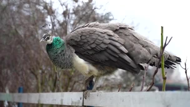 Female Peacock Caught City Trying Walk Fence Show Her Feathers — Stock Video