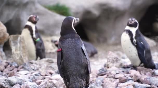 Пингвины Отдыхают Прекрасный Солнечный День Вырезая Перья Часов Плавания Аквариуме — стоковое видео