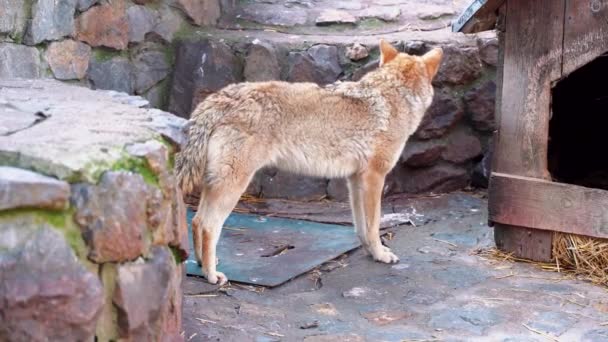 Young Coyote Stretching Waiting Food Prepared Him Zoo — Stock Video