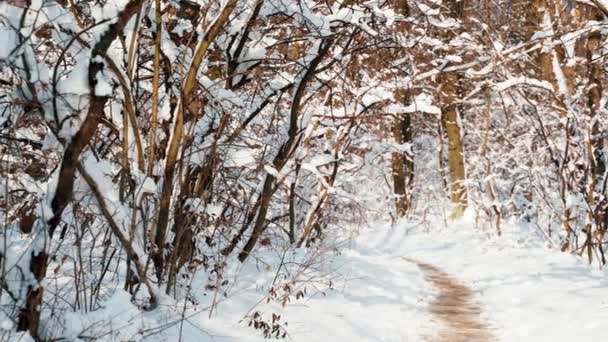 Egy Jeges Erdőn Keresztül Egy Gyönyörű Havas Napon Mélyen Erdőben — Stock videók
