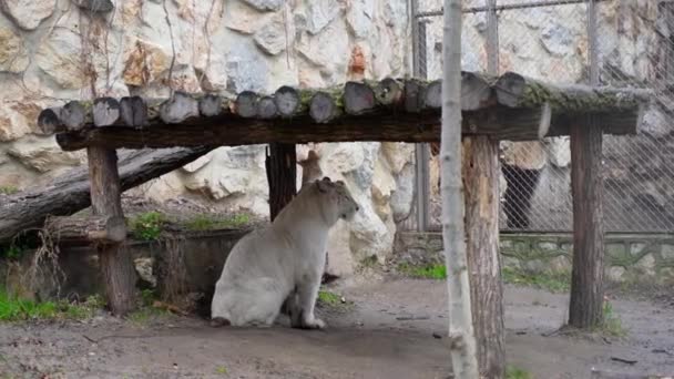 Chroniony Biały Tygrys Ustawia Się Jego Domu Spaniu Poszukiwaniu Żywności — Wideo stockowe