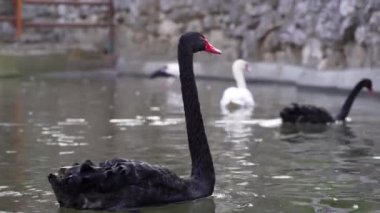 Güzel bir siyah kuğu, diğer kuşların yanında güneşli bir günde kameraya yakalanmış bir dişi arıyor..
