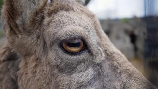 一只山羊眼睛的特写镜头 山羊的周围可以看到180度的角度 — 图库视频影像