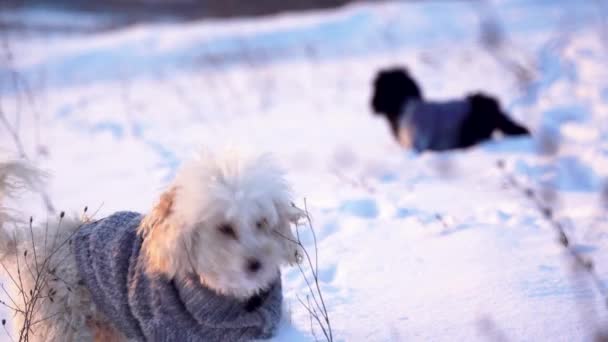 Neşeli Siyah Beyaz Köpek Güneşli Bir Kış Gününde Karda Oynuyor — Stok video