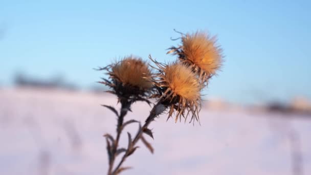 Egy Növény Amelyet Télen Vittek Havas Réten Szélben — Stock videók