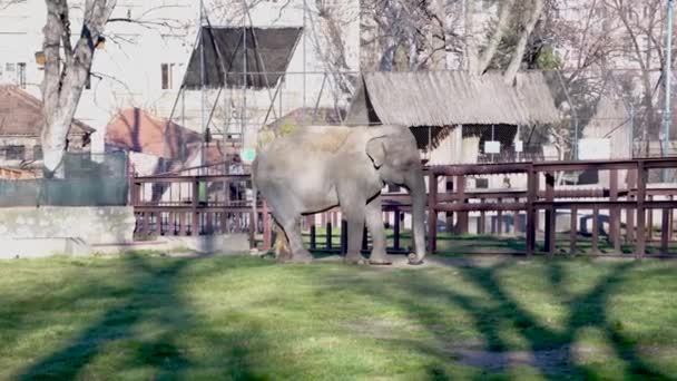 Elefante Sul Prato Verde Muove Lentamente Tronco Sta Sole Prende — Video Stock