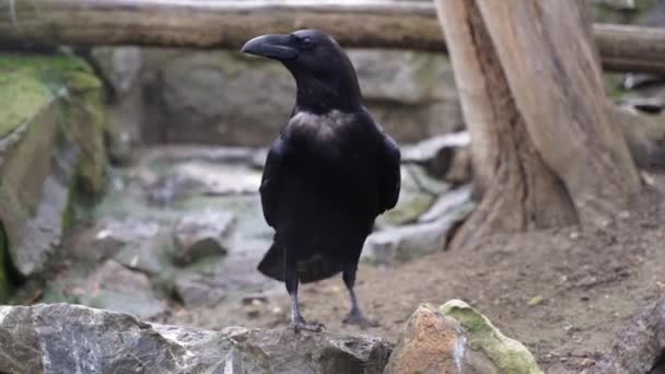Ένα Περίεργο Μαύρο Κοράκι Εξετάζει Προσεκτικά Περιβάλλον — Αρχείο Βίντεο