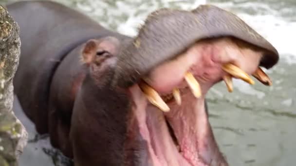 Hippos Enjoy Swimming Outdoor Pool — Stock Video