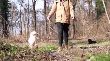 Kız ormanda evcil hayvanıyla yürüyor ve onu eğitiyor ve köpek onun tahta sopasına atlıyor.