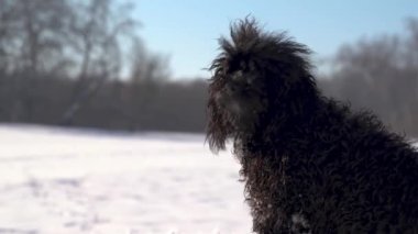 Kara bir kaniş, güneşli bir kış gününde, karlı bir çayırda soğuktan titriyor.