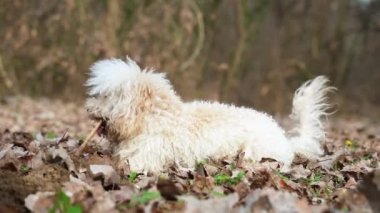 Bir köpek yaprağın üzerinde yatar ve çubuğunu yavaşça kemirir.