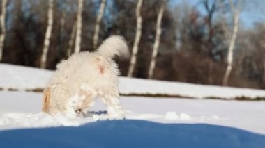Güneşli bir günde kayıp tahta sopasını karda arayan beyaz bir köpek.