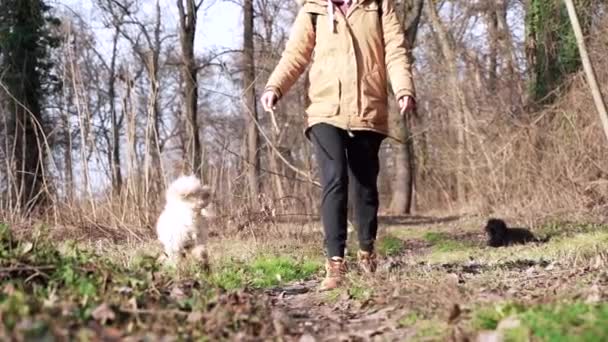 小女孩和她的宠物在树林里走着 训练他 狗跳到他的木棍上 — 图库视频影像