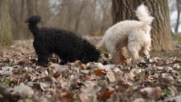 秋天的一天 两条黑白相间的狗在远离定居点的森林深处寻找着覆盖着树叶的蘑菇 — 图库视频影像