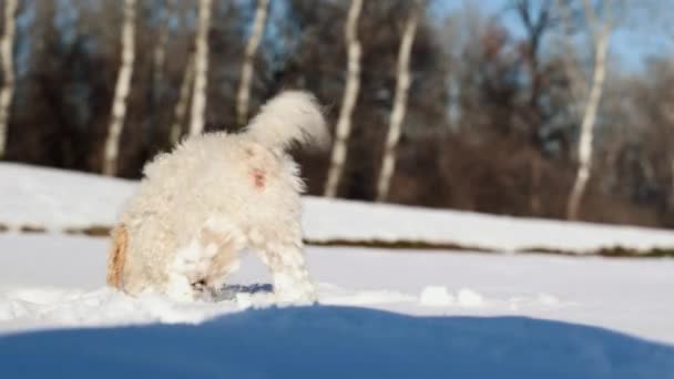 Perro Blanco Busca Palo Madera Perdido Nieve Día Soleado — Vídeos de Stock